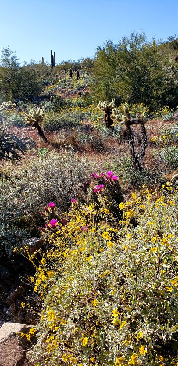 MELISSARJ09's tweet photo. So in love with my state! Ventured north and checked out Lost Dog Wash Trail. Gorgeous 😍 #AZbeautiful #keptmydistance https://t.co/HYtcHIRqOM