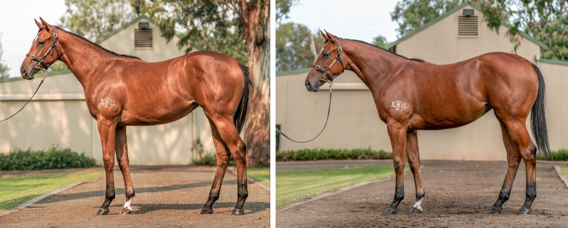 KitchwinHills's tweet photo. Rarely have the Kitchwin team seen a yearling progress at the rate this filly has! If this momentum is an indication of what's to come, things could get very interesting in a few months for her as a racehorse! #lot108 #gooddoer #nolookingback #capitalist https://t.co/oz0kKbp66s