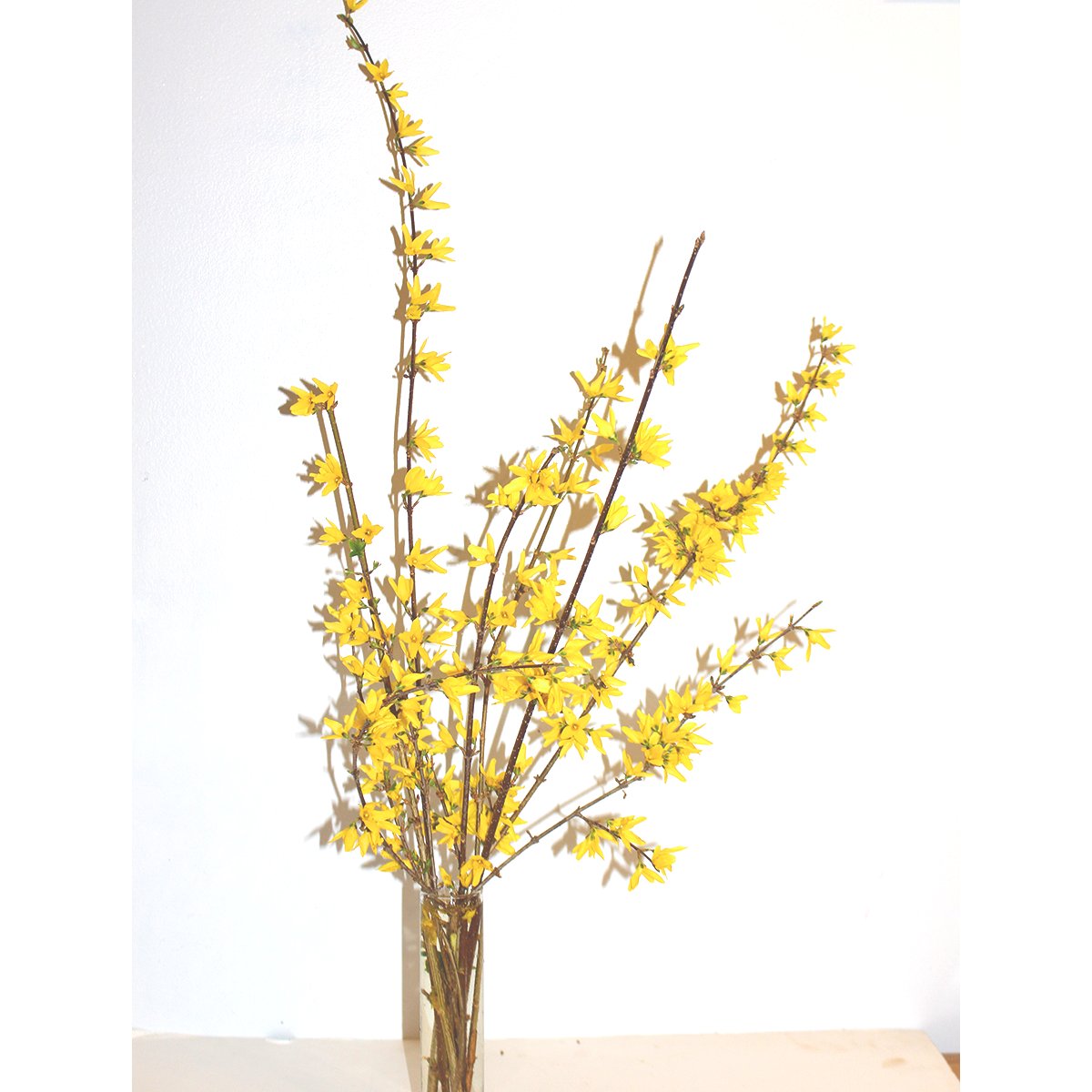 kellylurose's tweet photo. My yellow branches have been making the indoors bright and cheerful. https://t.co/DSoAPvUjuT