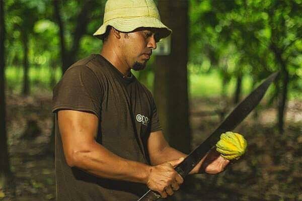 Solo es un pequeño “brake” seguiremos adelante !!! 🍫🍫<a href="/DRUPAmuseo/">DRUPA Museo</a> #estopasara #stayhome #cacaoMexicano #Tabasco #estoesMexico #trivarietal