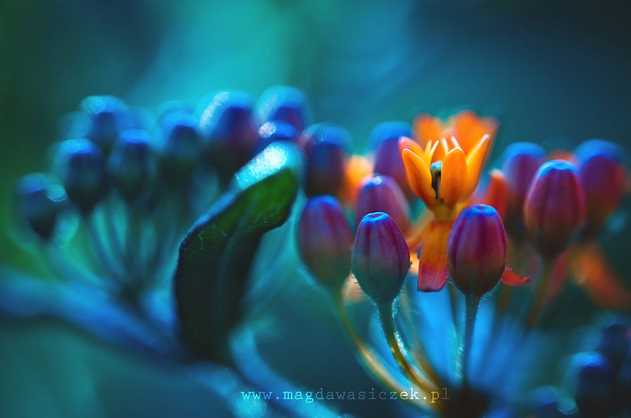 Semra Sevimli tweet media