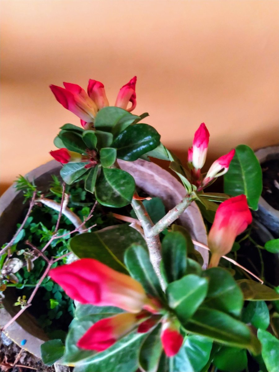 Kritishastrii's tweet photo. Day 2: Before they bloomed
#socialdistancing #COVID19 #StaySafeStayHome #stayhome #COVID2019india #meditativelife #gardeninglove #naturephotography #21Days #BePositive #naturepulse #21daysLockdownIndia #21daysLockdownIndia #21DaysOfPositivity #IndoorsShotonOnePlus https://t.co/CGRIQWrc5h