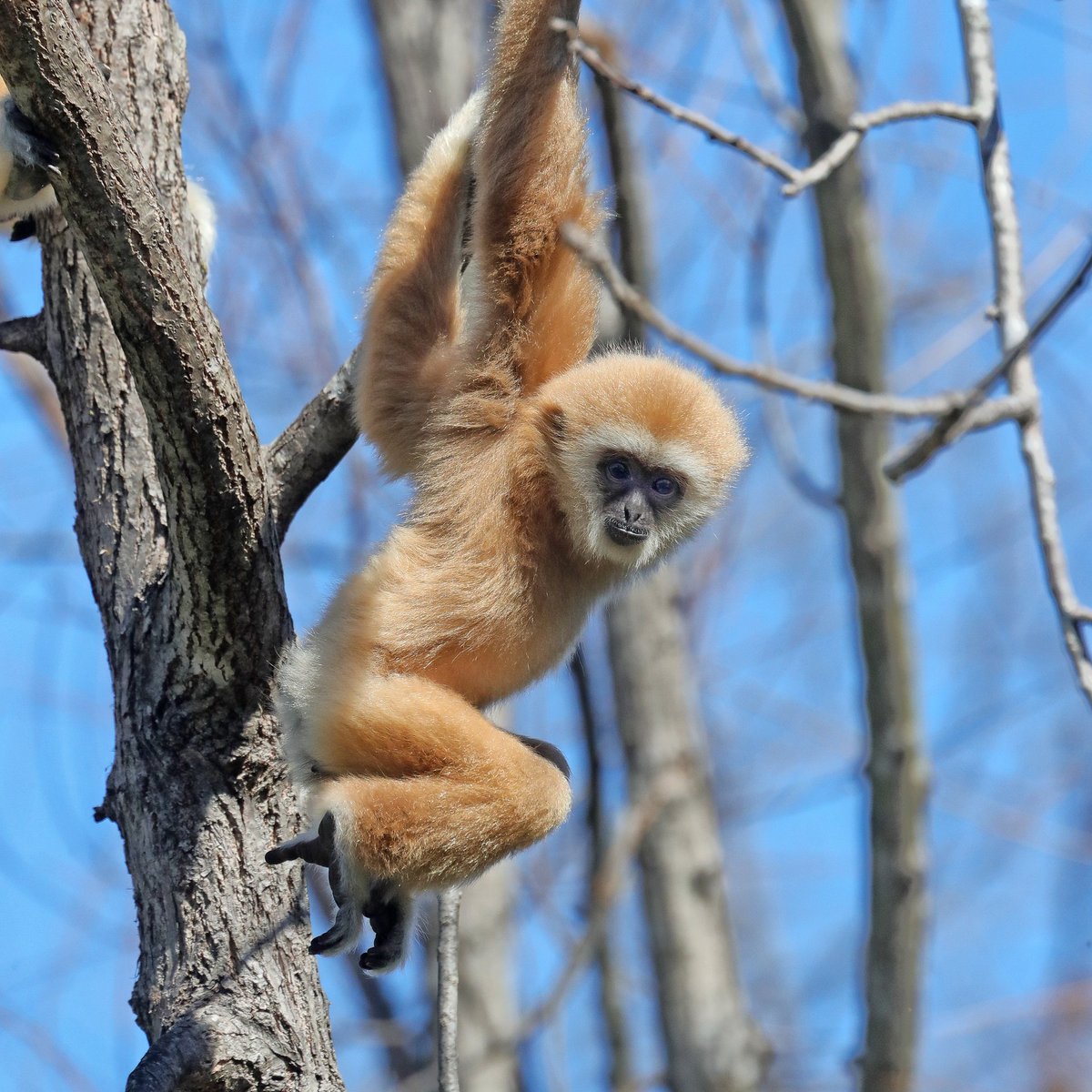 We are missing you at the Zoo! We may not know when we will see you again for now but we need your support more than ever. How can you help? Donate to our Emergency Fund to help us continue to provide the exemplary care for our animals: 54208.blackbaudhosting.com/54208/CPZ-Givi…