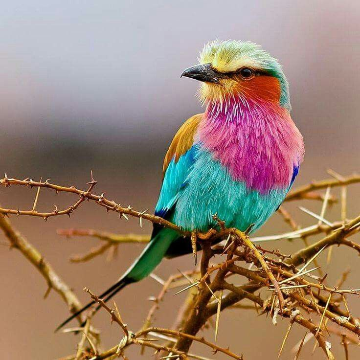 Naturephots's tweet photo. Coracias caudatus https://t.co/SMzIUB25mc