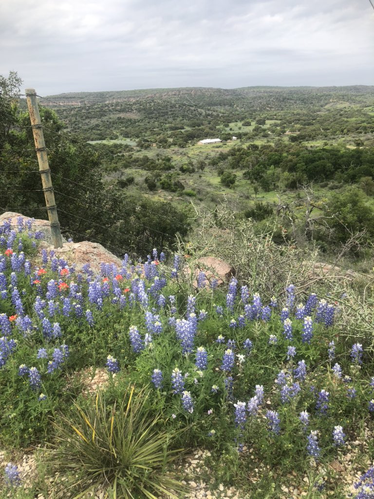 only1tommadden's tweet photo. Spent time social distancing in our car as we drove #WillowCityLoop Starts with a car side serving of @CoopersBBQMTX picnic #LlanoCityRiverPark and on through some of Texas best bluebonnets display 😻 https://t.co/nrRlw8Utrt
