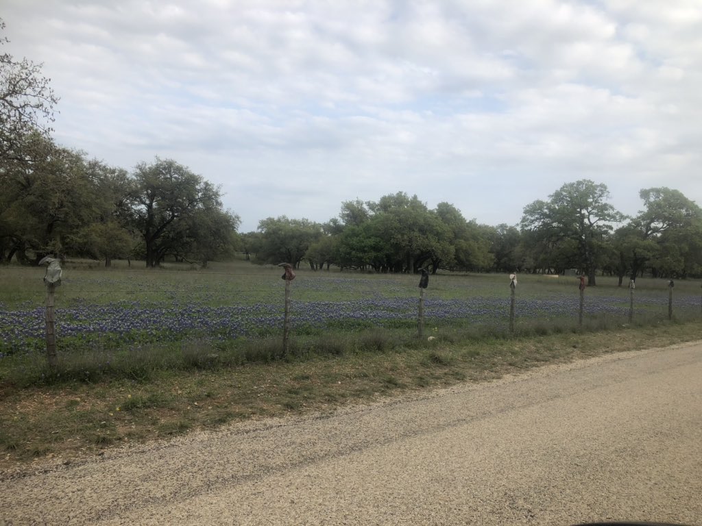 only1tommadden's tweet photo. Spent time social distancing in our car as we drove #WillowCityLoop Starts with a car side serving of @CoopersBBQMTX picnic #LlanoCityRiverPark and on through some of Texas best bluebonnets display 😻 https://t.co/nrRlw8Utrt