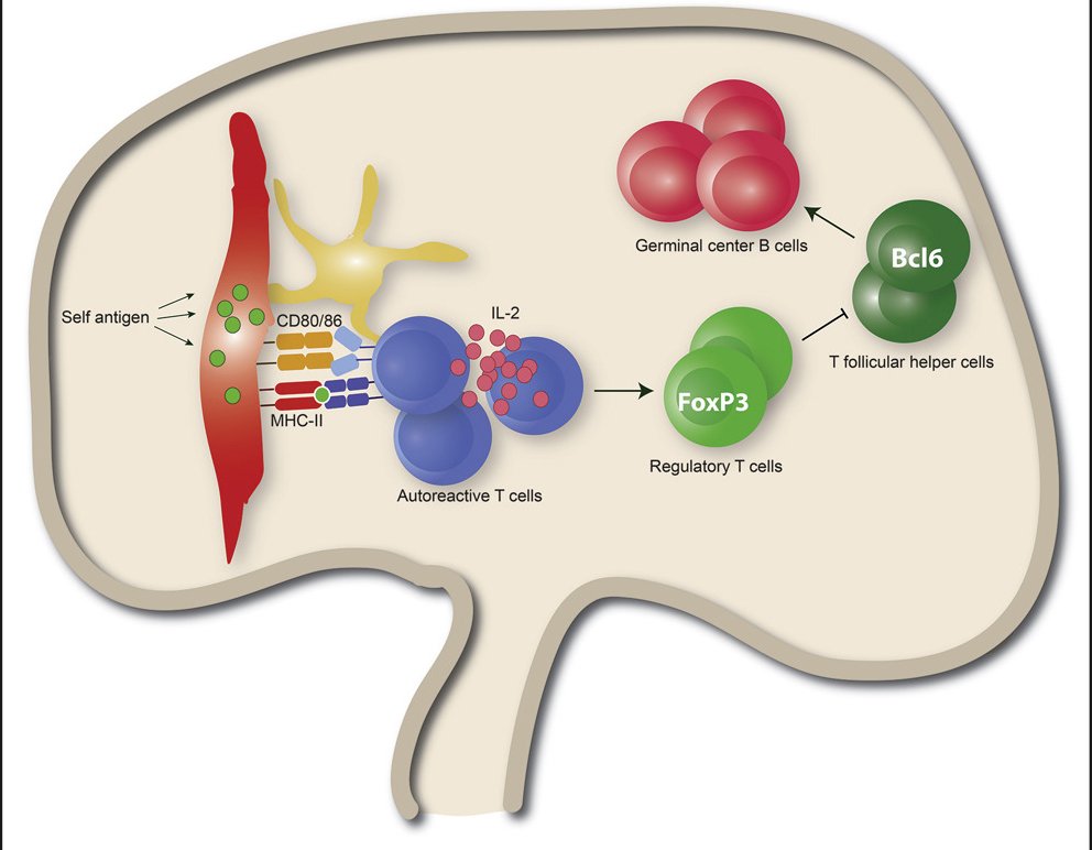 mmw_lmw's tweet photo. Controlling #Autoreactive_T and #B_Cell_Responses | Lymph Node #StromalCells Generate Antigen-Specific #Regulatory_T_Cells | Reina Mebius @VUamsterdam @CellReports https://t.co/c7FpvLs2aE https://t.co/bqLRgVl6HA