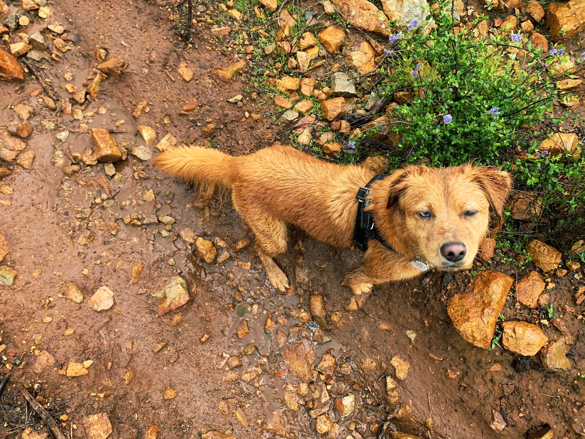 LunaRose2020's tweet photo. Day 29: Mud
Who’s a muddy girl? I’m a muddy girl. And pretty happy about it! #PhotoChallenge2020March https://t.co/w9JQyJmPfM
