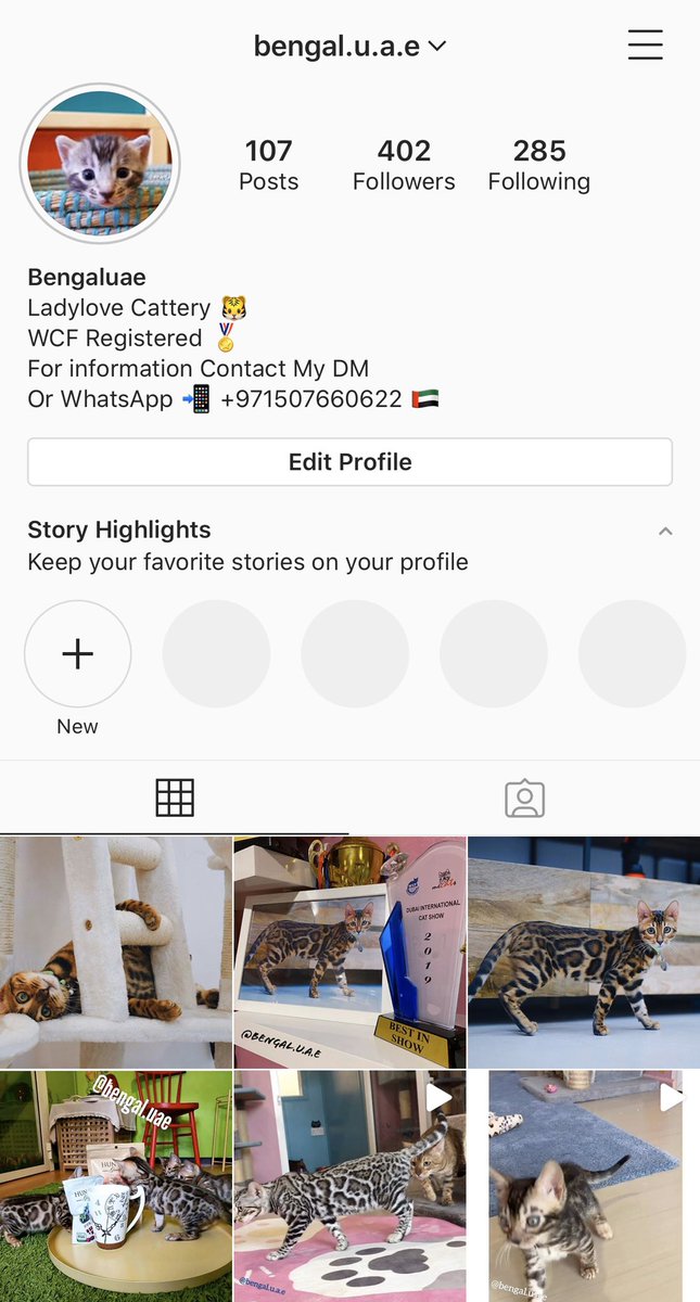 BengalUae's tweet photo. My Instagram account: @ bengal.u.a.e

 #uae #abudhabi #dubai #ajman #bengalcat #dxb #dubaimarina #petsuae #قطط_بنغال  #أبوظبي #دبي #الشارقة #الامارات #vip #catloversclub #cute #pets  #DubaiMarina #animallovers #cats #emirates https://t.co/PRo3gdc8CI
