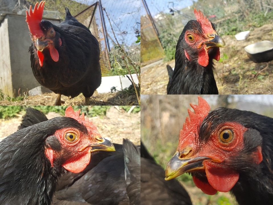 Pierre Feltz Formation Conseil tweet media