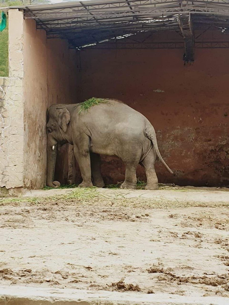 laurentbaheux's tweet photo. Ça fait quoi d’être enfermé, confiné ?

Pour eux c’est toute la vie, pour divertir le public au zoo

L'occasion de se questionner : allons-nous prendre conscience de ce que représente de tourner en rond toute la journée dans un petit espace, c’est-à-dire de ne pas être libre ? https://t.co/n4trca681H