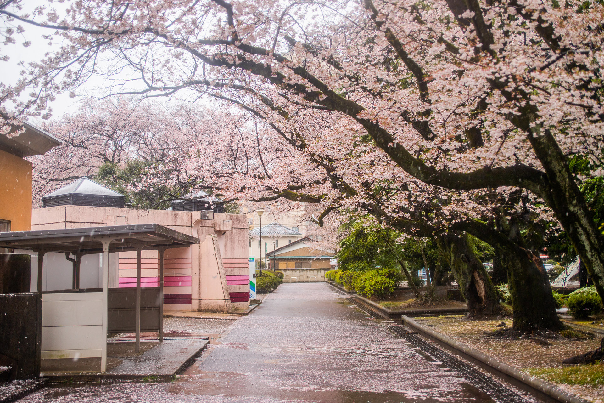 Manato Stayhome 雪桜 3 29 日 地面一面に桜の花びら 桜が咲いて春が来たと思ったらもう桜が散る あっという間だね 雪桜 さくらの日 写真好きな人と繋がりたい ファインダー越しの私の世界 Fatehf桜を見守る会 T Co Xyw48uymty Twitter