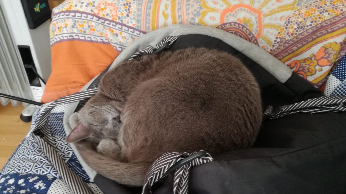 AssoMiniku's tweet photo. Ce qui est bien pdt le #confinement c’est que certains #humains sont aussi totalement #confinés, du coup personne ne s’agite trop tôt et je peux continuer ma nuit tranquille 😅 bah oui je suis un #chat je vis une vie de rêve : dodo, repas, toilette, jeu, câlin 🤣 soyez pas jaloux https://t.co/DP42i8ntKQ