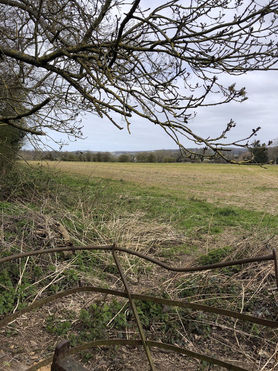 Ninarevell1's tweet photo. #upperbasildon view over the fields towards Pangbourne https://t.co/5IIPSqGl8u
