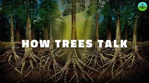 BakerLackey's tweet image. Yes my friend the wonder of trees. #TreeScience educates the many ways trees communicate and look out for their own  Amazing Trees #TreeEducation Thank you @MubiruHumble