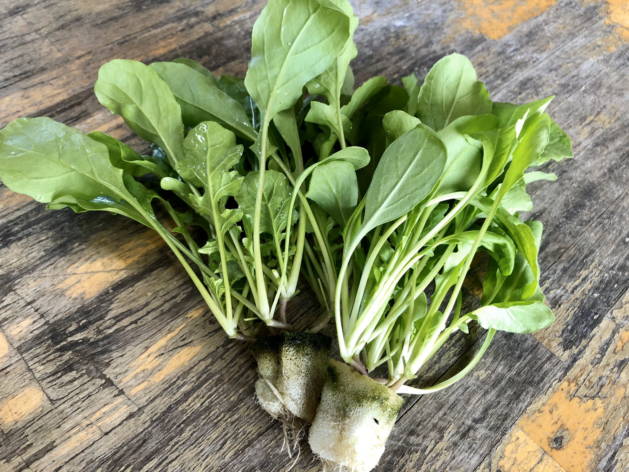 野菜工房 おおた 農家のパン屋さん準備中 ルッコラは中国語で 胡麻菜 って言うらしい 昨日本場の方に聞いた ゴマの 香りがするハーブっていうのは万国共通のようです ルッコラはイタリア語 英語ではロケット 知らない人も多いと思うので一番簡単な