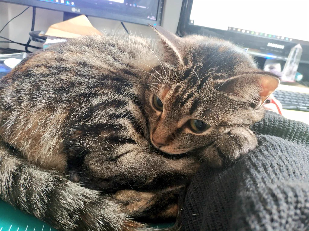 在宅勤務を邪魔してくる猫が自分のかわいさを分かってるwww