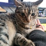 在宅勤務を邪魔してくる猫が自分のかわいさを分かってる!