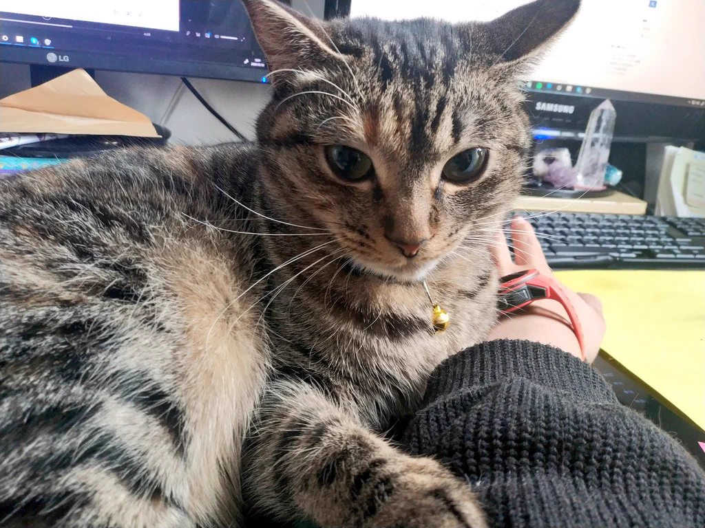 在宅勤務を邪魔してくる猫が自分のかわいさを分かってるwww