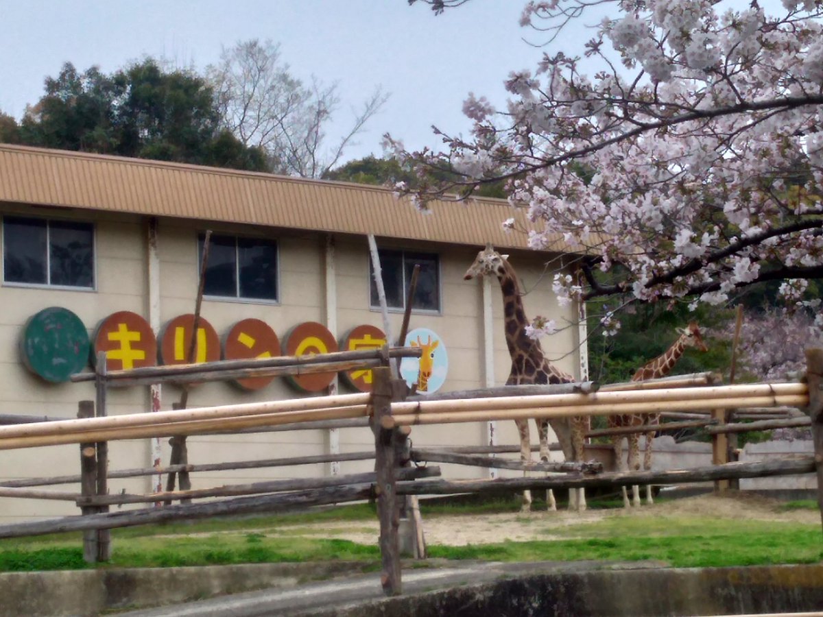 たつもとちまき よくね 桜 大阪 岬町 みさき公園