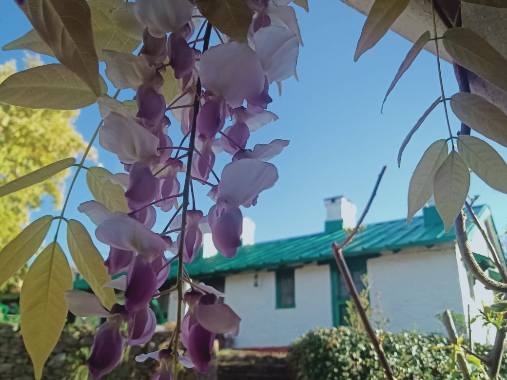 Neemrana_Hotels's tweet photo. Spring is in the air at Neemrana’s Ramgarh Bungalows in Kumaon Hills!
#NeemranaHotels #HeritageHotels #NonHotelHotels #Getaway #GetawayDestination #Nature #naturelovers #IncredibleIndia #DiscoverIndia #Explore #TheRamgarhBungalows #spring2020 #HotelsofIndia #BestHotels https://t.co/bRF5is3TqH