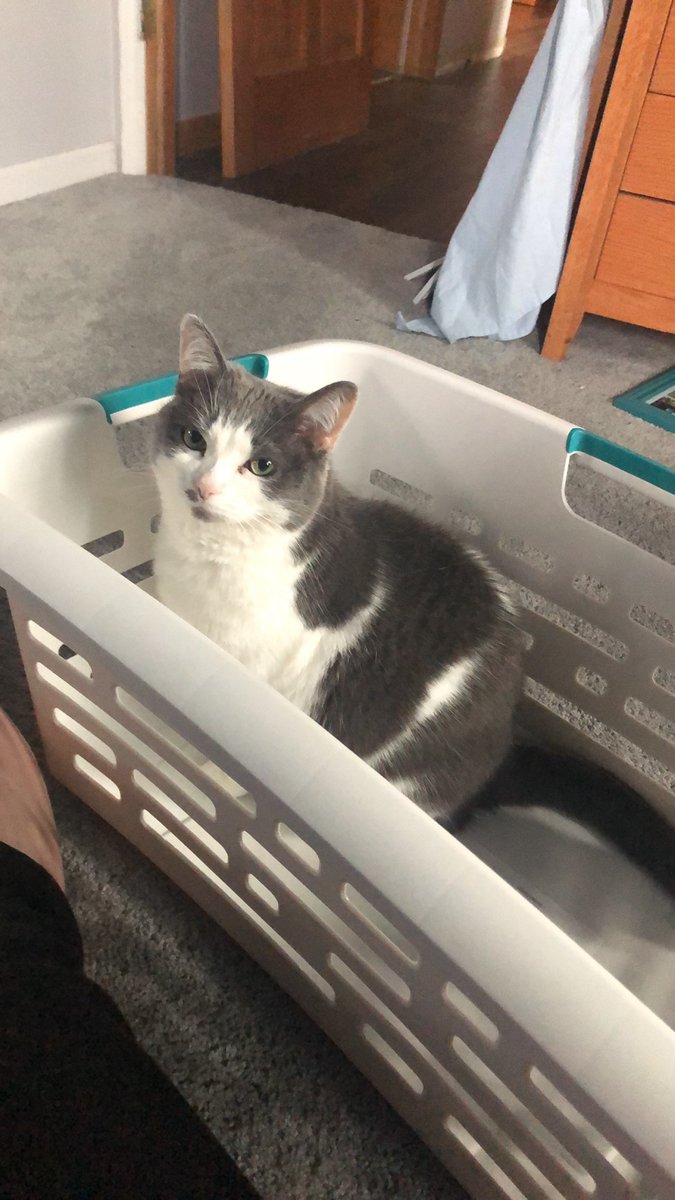 emgarner22's tweet photo. @ItsDaniCarr Lucy looooves sitting in boxes and laundry baskets. I was *trying* to fold laundry. I had to stop for cuddles 💛 hugs to you! https://t.co/wXTQhmnTrC