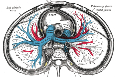 8/ Which leads us to our third theory: more uniform alveolar inflation! Anatomically speaking, lung mass is greater in the dorsal regions than the ventral regions.