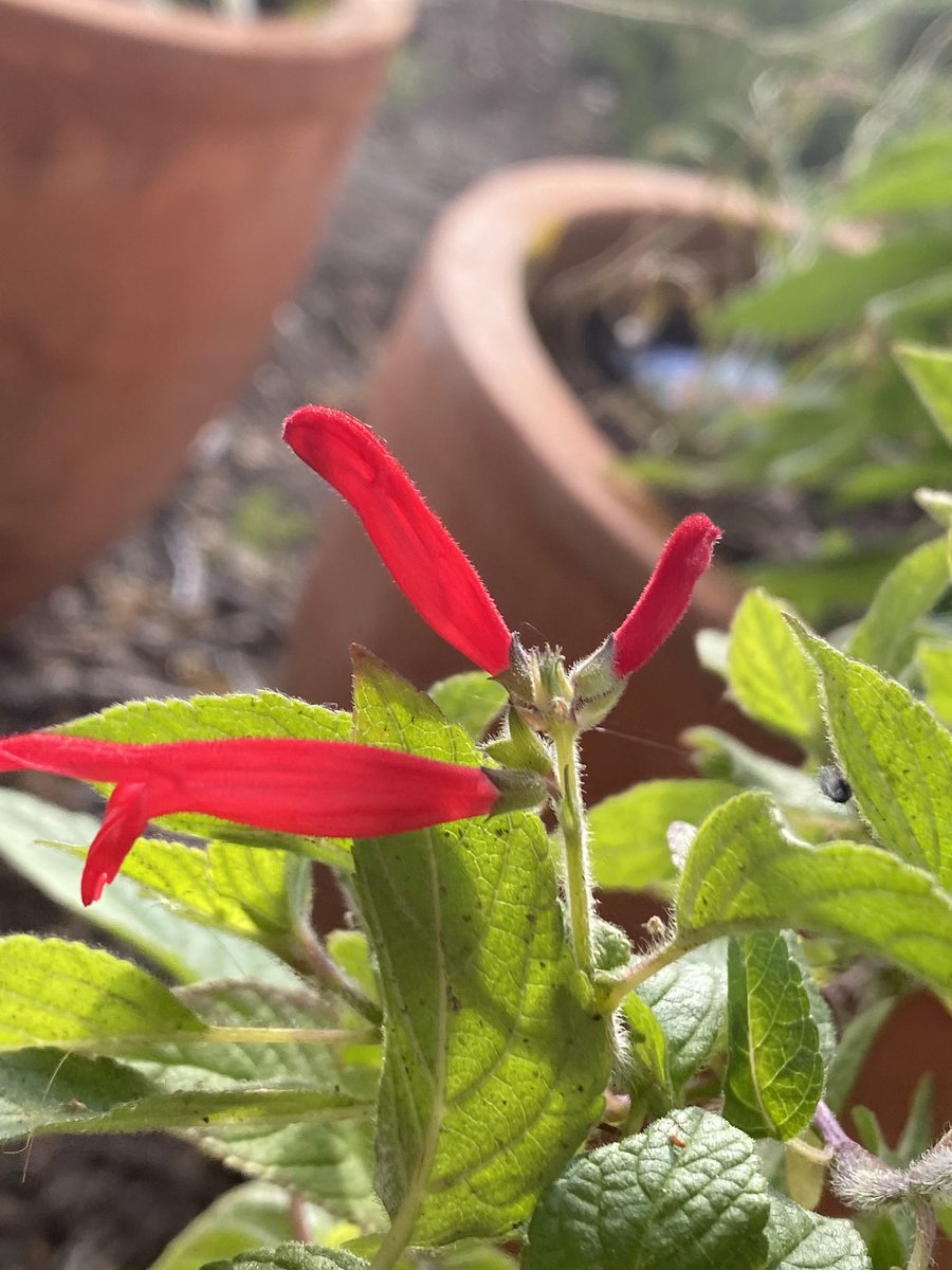 PlantMafia's tweet photo. More spring time pics https://t.co/vFU0DbGNrs