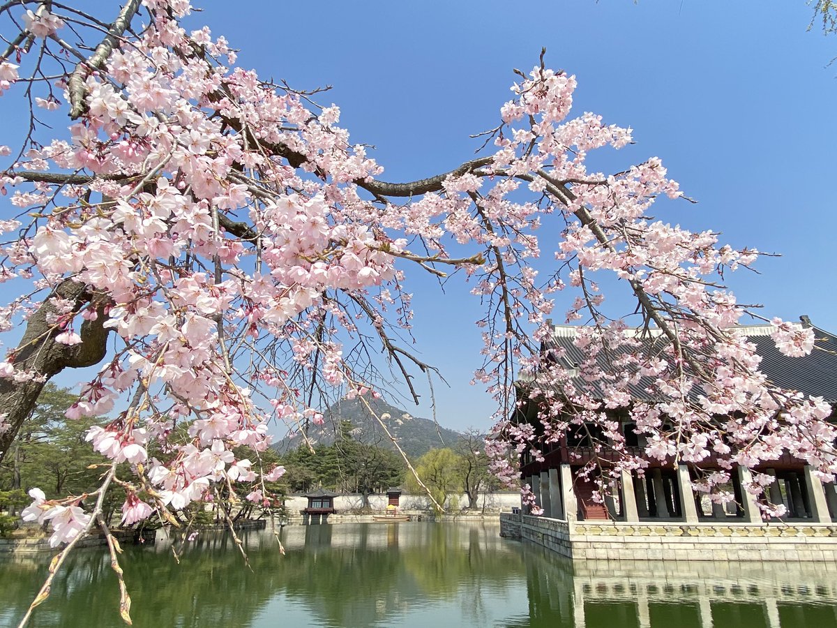 수양벚꽃이 피어난 풍경
경복궁 경회루