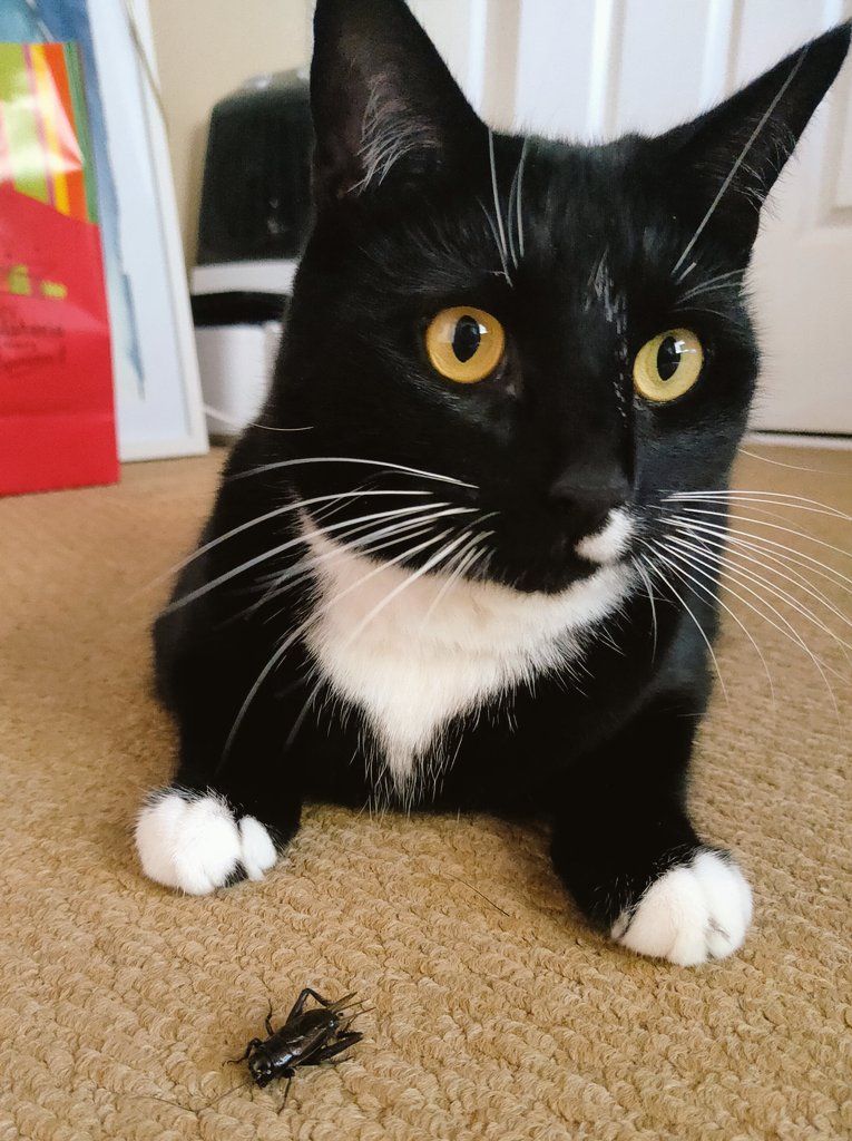 DrSKBennetts's tweet photo. My coworker kindly delivered me an afternoon snack in the form of a cricket, then proceeded to devour it herself 🤦🐱
#petsoflatrobe #WFH #workingfromhome #catsoflatrobe https://t.co/7GmX0y0gJs