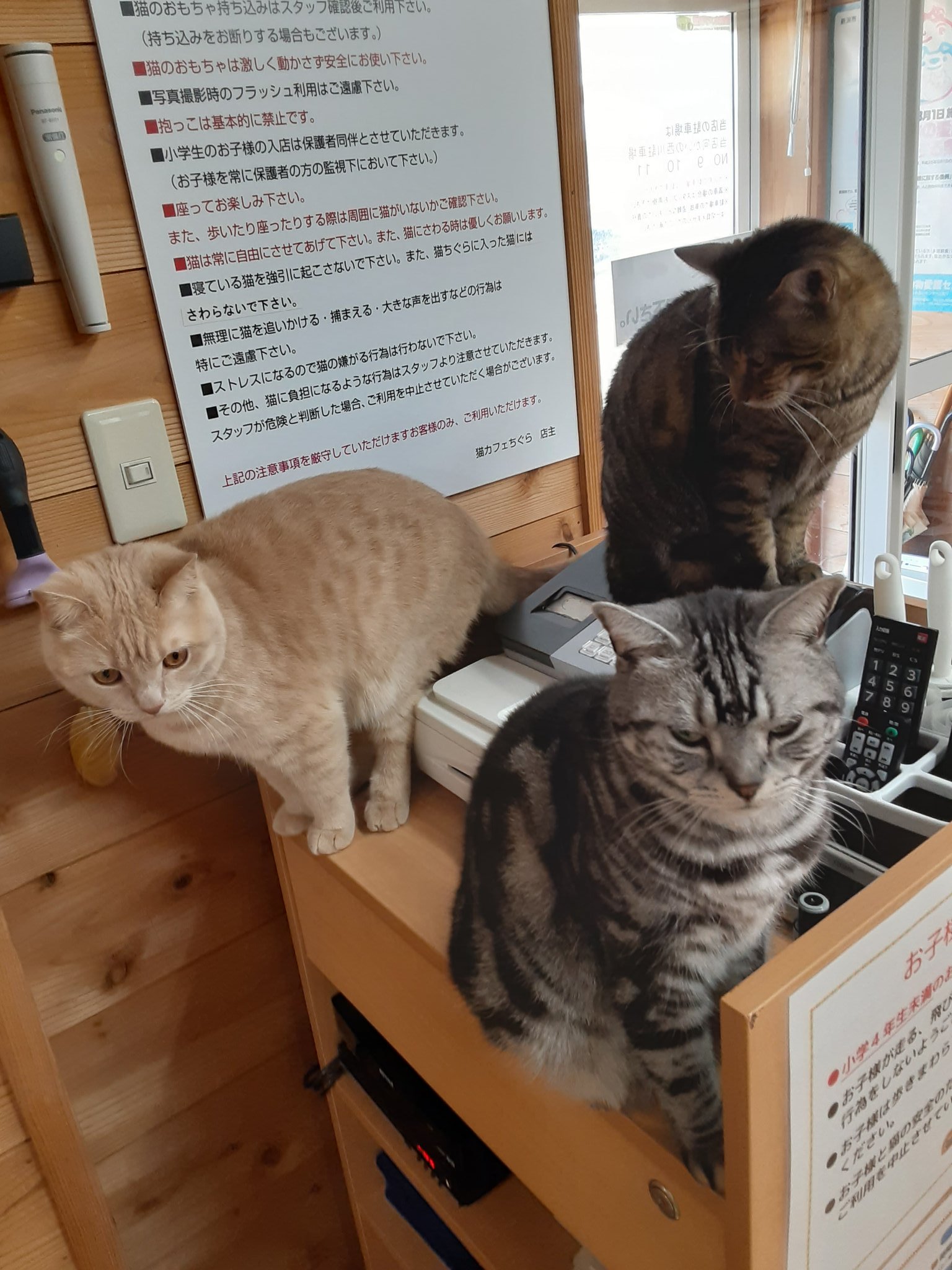 猫カフェちぐら 今日の猫カフェちぐら 今日もレジ台に３匹上がってました 新潟県 新潟市 新潟市西区 新潟 佐渡 村上 長岡 新発田 燕三条 南魚沼 上越 胎内 猫カフェちぐら 猫 ねこ ネコ 猫カフェ T Co