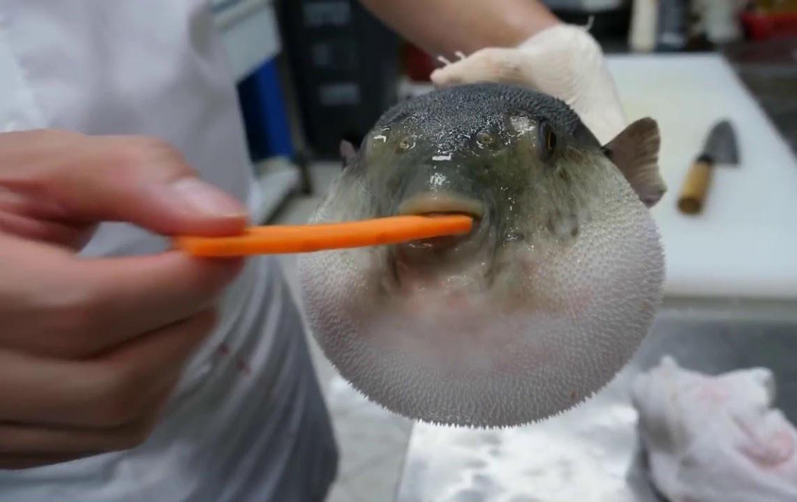 Рыба фугу ест морковку