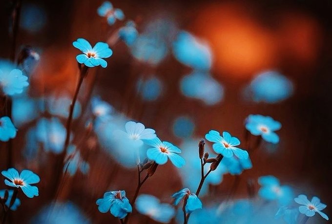 Semra Sevimli tweet media