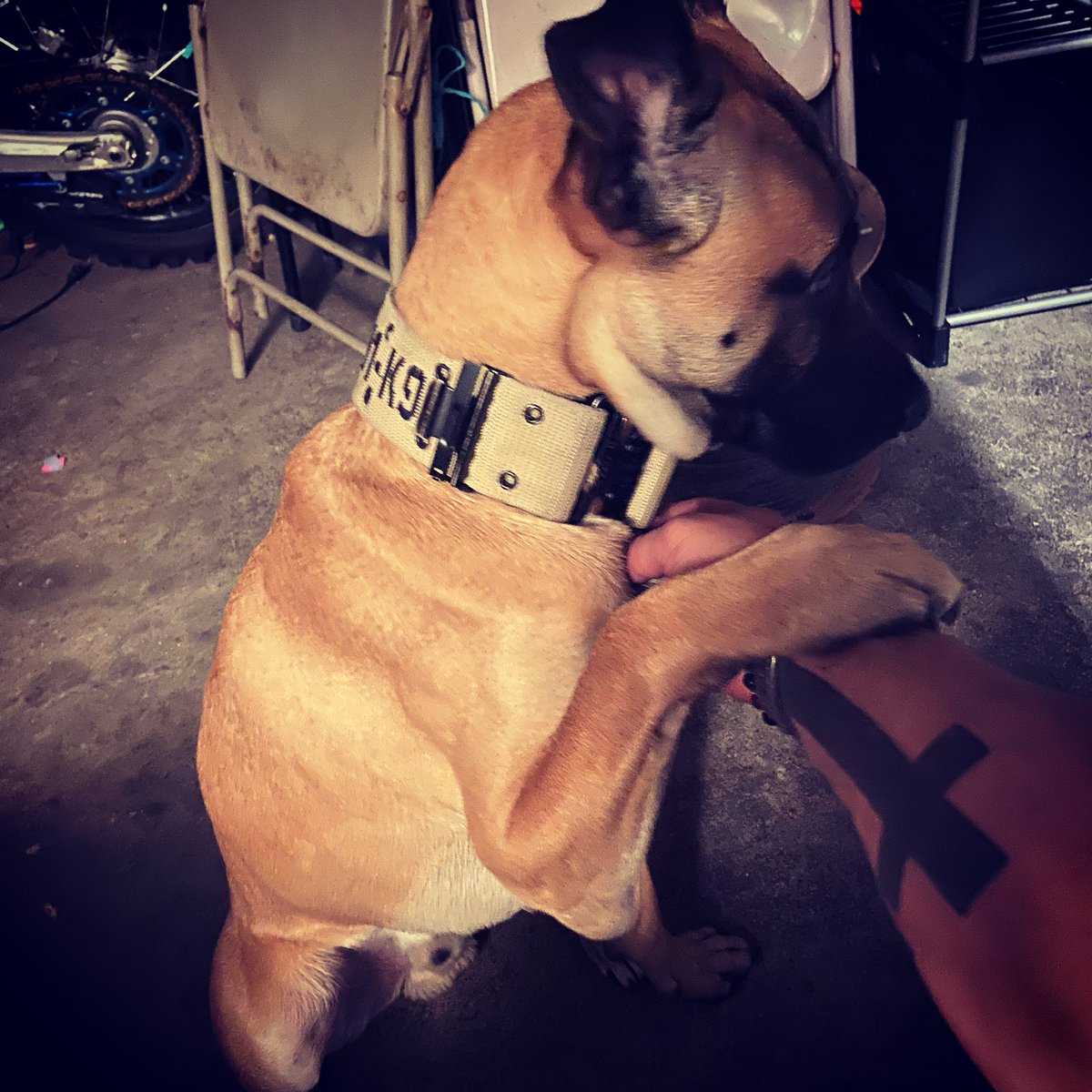 gcarrierojr's tweet photo. Mugen The Maligator #CREATEAGOD #createdbyGODraisesbyLUCIFERsavedbyCHRIST https://t.co/YASPMIulSU