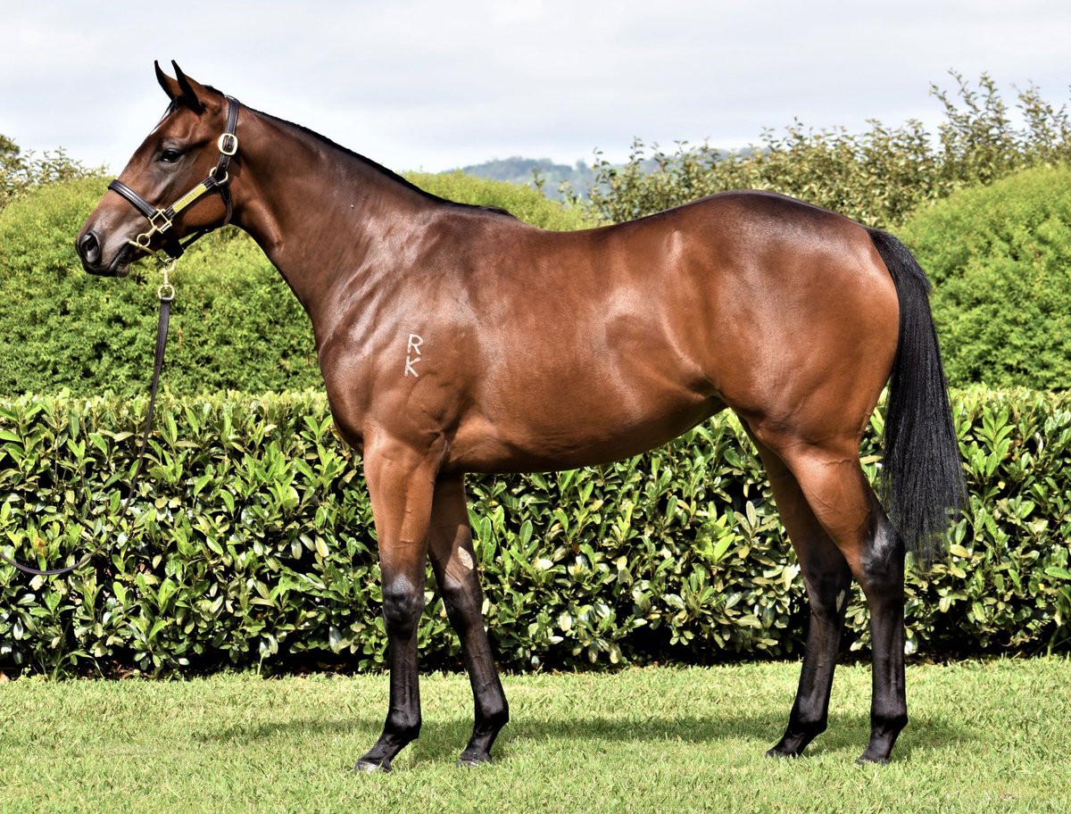 B2BThoroughbred's tweet photo. B2B Thoroughbreds will be presenting LOT 465 at @inglis_sales easter. A Speed filly by Golden Slipper winning Sire Capitalist out of Elusive Quality mare Gamba, this Filly has a great family and is a 2 Year Old Powerhouse!

View her in action: https://t.co/dAifuoJDCV https://t.co/NHHQ00SE10