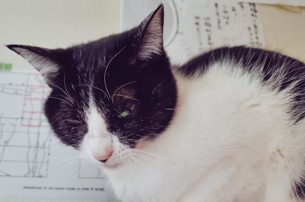 ねむねむしながらもかいぬしをモニタの上から見下ろしているねこ 