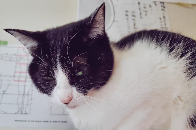 ねむねむしながらもかいぬしをモニタの上から見下ろしているねこ 