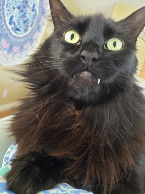 Figaro is really sick 🤒 please keep him in your thoughts.  He will be admitted in the AM to his favorite<a href="/tag/sanfrancisco"class="tags"><span>#sanfrancisco</span></a><a href="/tag/losangeles"class="tags"><span>#losangeles</span></a><a href="/tag/nyc"class="tags"><span>#nyc</span></a><a href="/tag/lasvegas"class="tags"><span>#lasvegas</span></a><a href="/tag/new"class="tags"><span>#new</span></a>