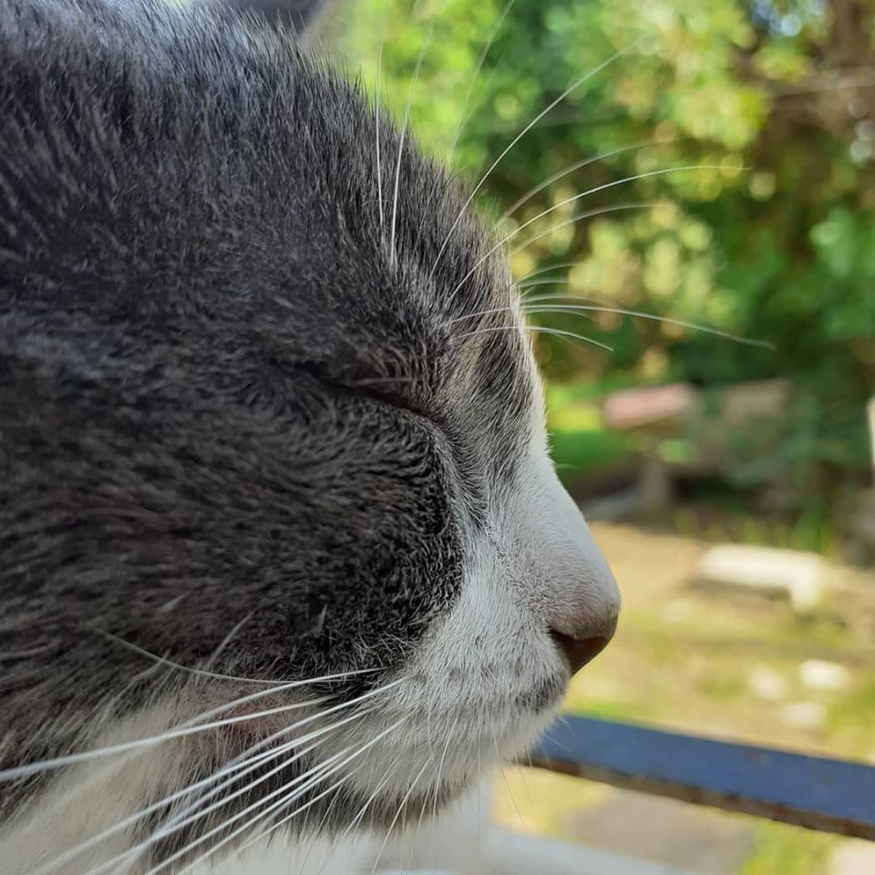 ValuDuartee's tweet photo. Disfrutando la mañana del sábado 🌿
.
#cat 🐾
#photography 📷 https://t.co/l0TaG2TLwO