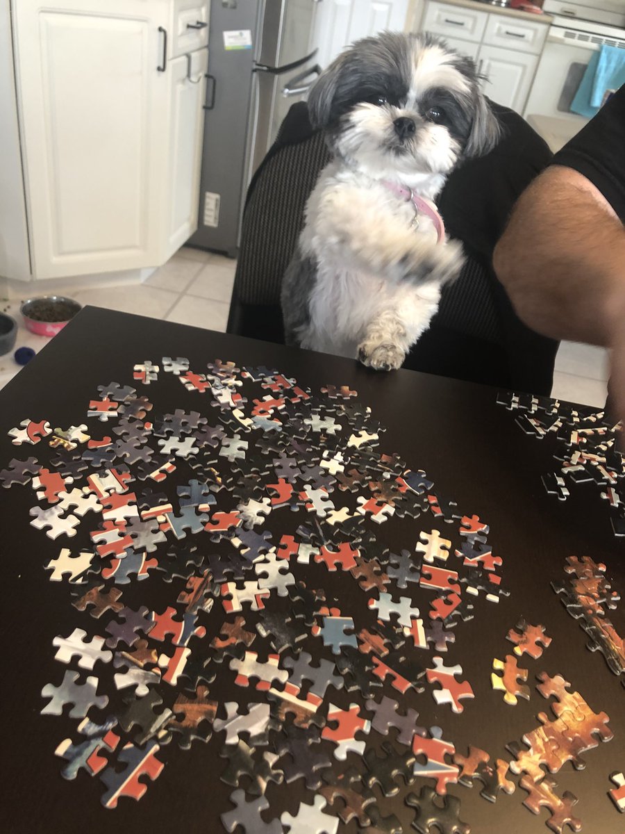 kaylee_des_og's tweet photo. She’s extremely into puzzles now. #COVID19 #COVID19 #COVID19AB #covid19alberta #COVIDCanada #pyper #pyperthepupper https://t.co/MY0dxegXUc
