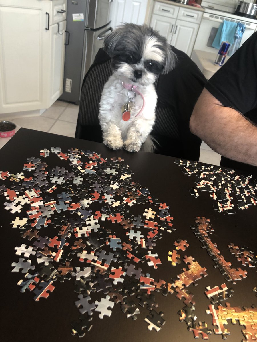 kaylee_des_og's tweet photo. She’s extremely into puzzles now. #COVID19 #COVID19 #COVID19AB #covid19alberta #COVIDCanada #pyper #pyperthepupper https://t.co/MY0dxegXUc