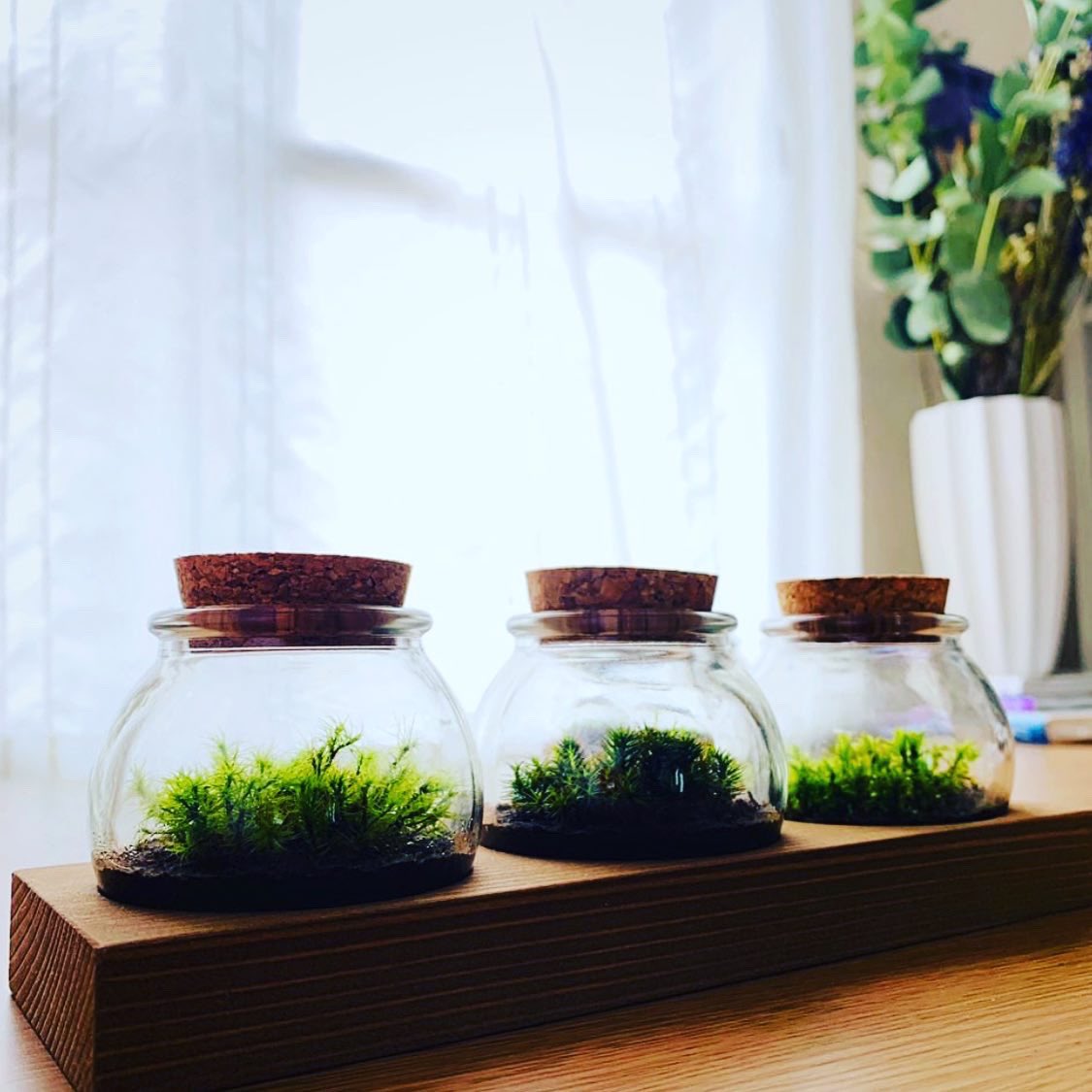 WoodboxTera's tweet photo. 苔テラリウム台座を製作させていただきました!
オイル塗装とウォールナット塗装の2種類です😊
#woodboxtera #木箱 #オーダーメイド #村上市 #新潟県 #村上市産杉材 #杉材 #村上杉 #苔テラリウム #苔 #試験管ディスプレイ #kokeiro #コケイロ #苔ディスプレイ #苔と木 #moss https://t.co/OncN9xhExE