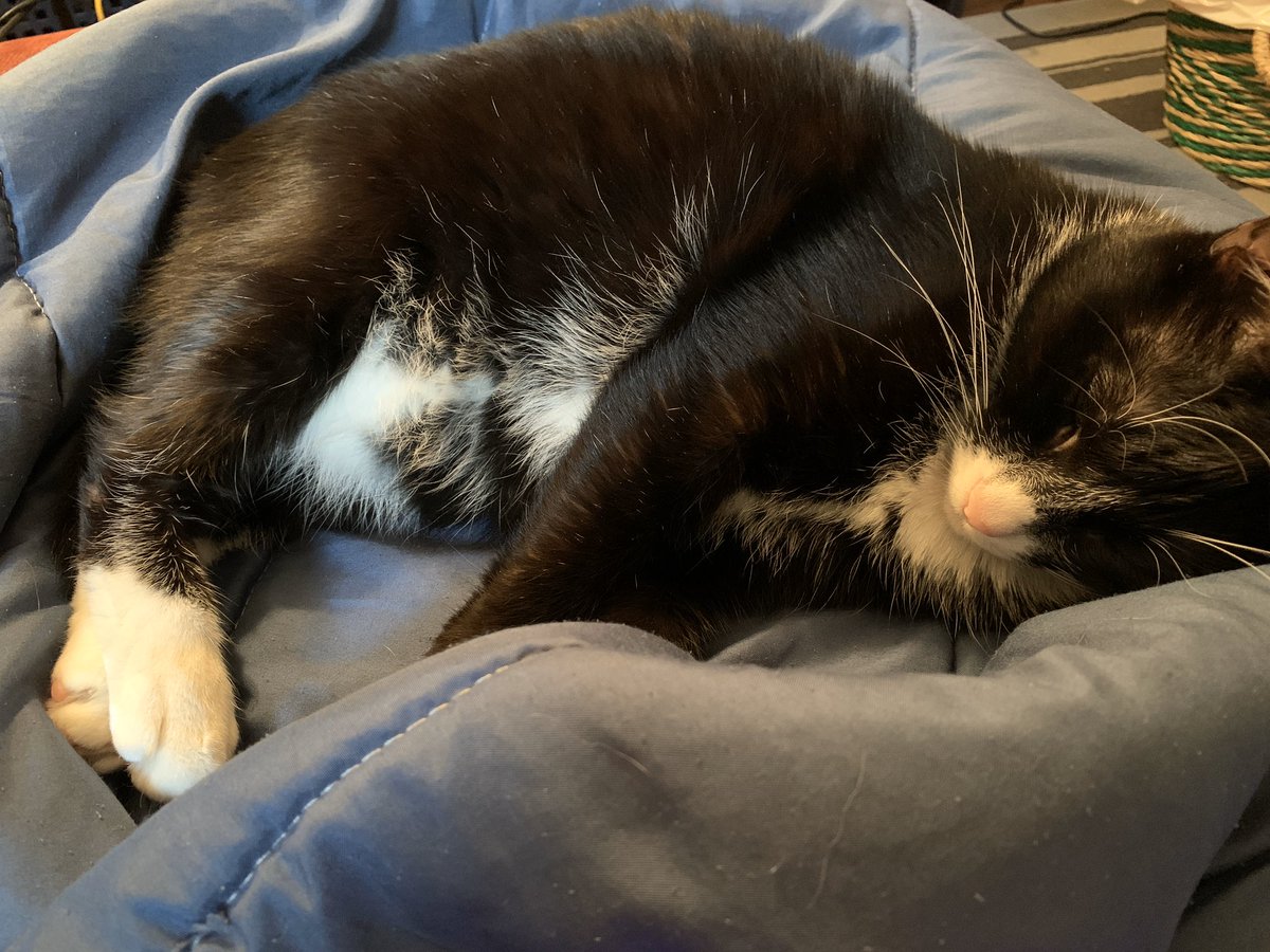 ACDerby's tweet photo. I know we’re all sad to miss derby so lets see those fuzzy buddies we’re all holed up with. The Admin will start:
#derbytwitter #petsofwftda #catsofwftda https://t.co/lPVgiito5c