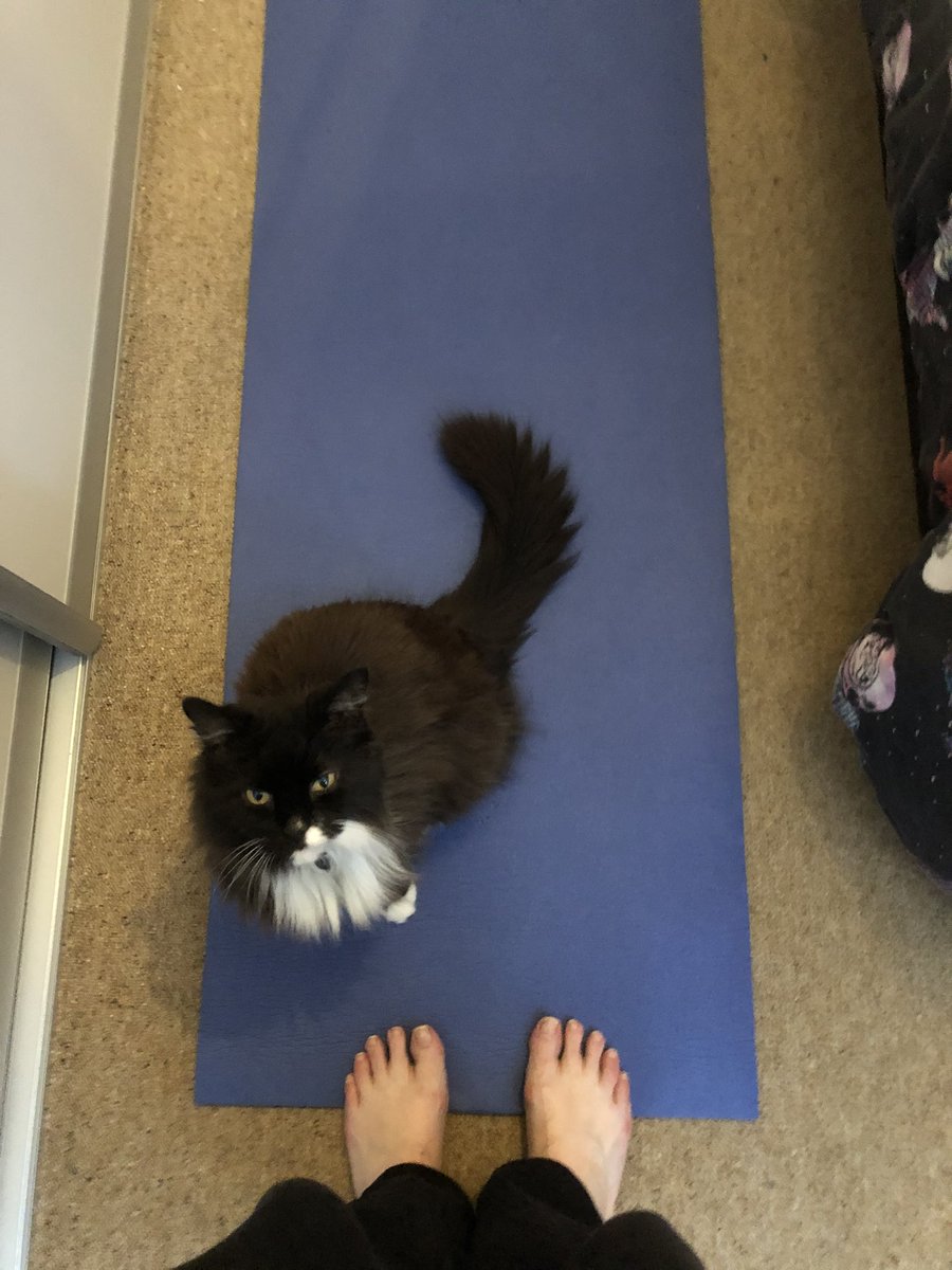 ‘Helping’ me exercise #workingfromhome