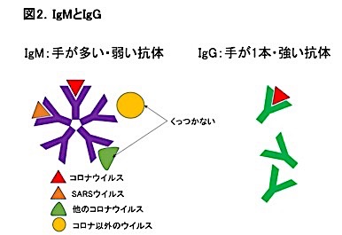 ドクトル ジベル 公式 در توییتر 一般向けに簡略化しているのかもしれませんが Igm は抗原をつかむ手を5本持ち 中略 Igg は手が1本しかない と言う表現 及びイラストに違和感がありますね 新型コロナウイルス 抗体検査キット の誤解は感染爆発