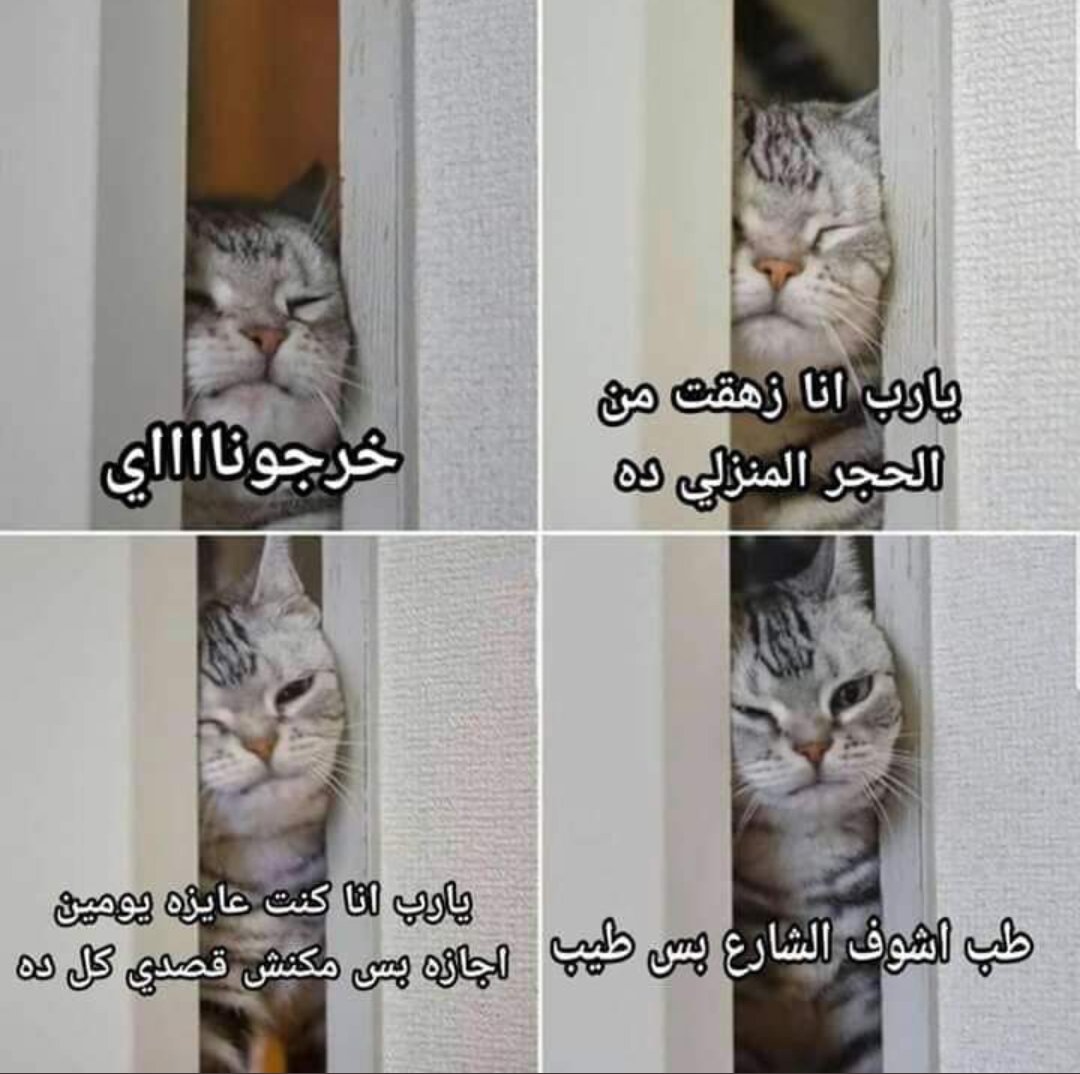 inrahim0's tweet photo. Mood:
#احنا_مش_عارفين_نذاكر_اونلاين https://t.co/eOsFiCHURr