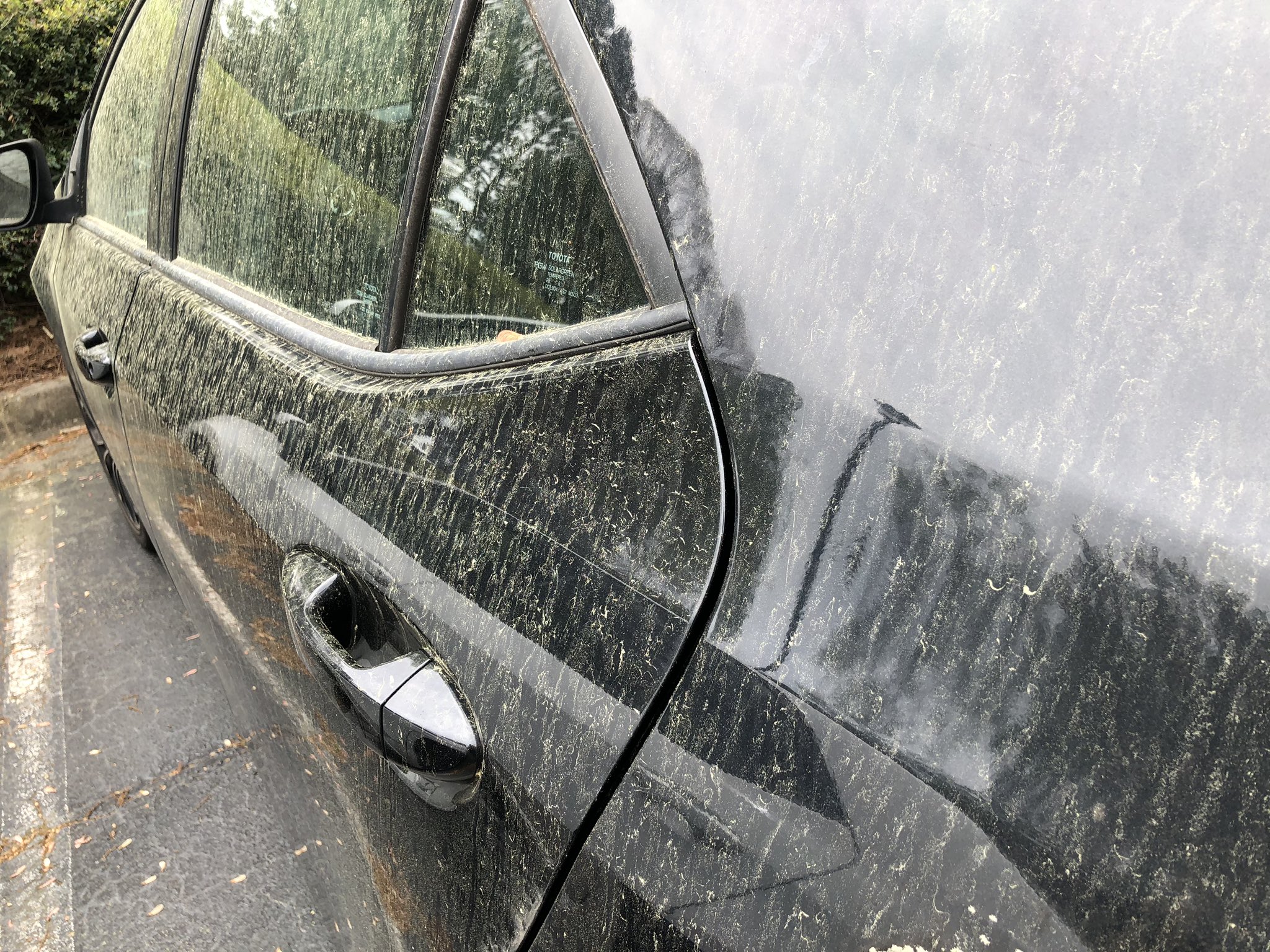 みや 花粉がすごい 黒の車が真っ黄黄になる スギ花粉じゃなくて松花粉ぽいから 花粉症にはなってないけど T Co V62u55kwok Twitter みや 花粉がすごい 黒の車が真っ黄黄になる スギ花粉じゃなくて松花粉ぽいから 花粉症にはなってないけど T Co V62u55kwok Twitter