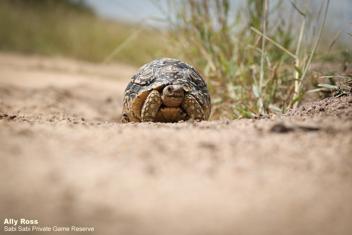 SabiSabiReserve's tweet photo. A Leopard Tortoise on the move is a perfect time to get on your belly and practice some low angle photography. #tortoise #small5 #animal #naturephotography https://t.co/Iqto7MnrT1