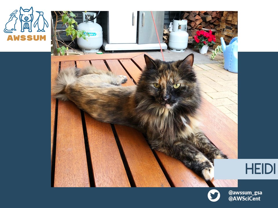 awssum_gsa's tweet photo. Meet Sammy's boss Heidi. Total workaholic, does not leave the workplace. You never know what kind of mood she will be in, so choose your timing wisely when scheduling meetings. Deep down she‘a a softie who only wants the best for her colleagues. #petsofAWSSUM #petsofunimelb https://t.co/OCgylaJbjq