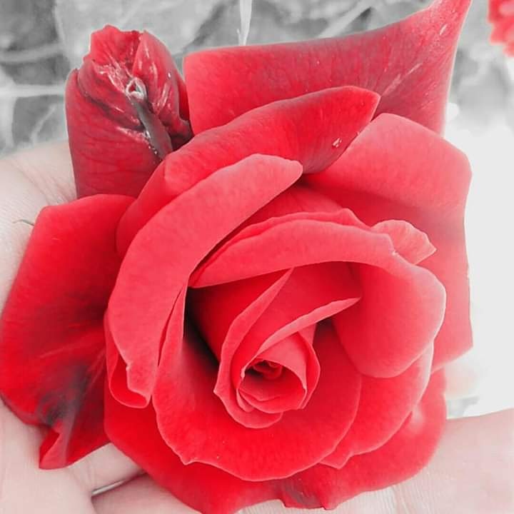 LoveDjamil's tweet photo. @ima_91_ صباح النور https://t.co/72Xqpif3eR
